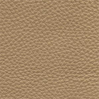 South Hampton #19 - Camel